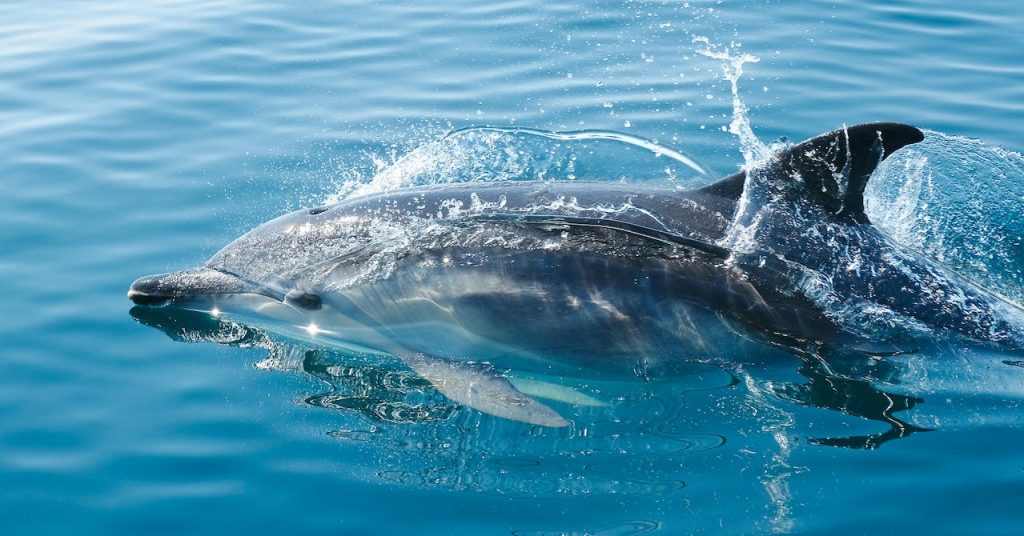 "Parcs nationaux au Sénégal : Découvrez la faune et la flore exceptionnelles dans des réserves naturelles préservées"